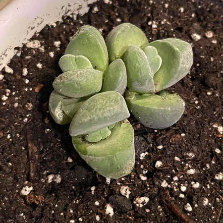 Photo of the plant species Gibbaeum dispar mesembs by Riverzend named gibby on Greg, the plant care app