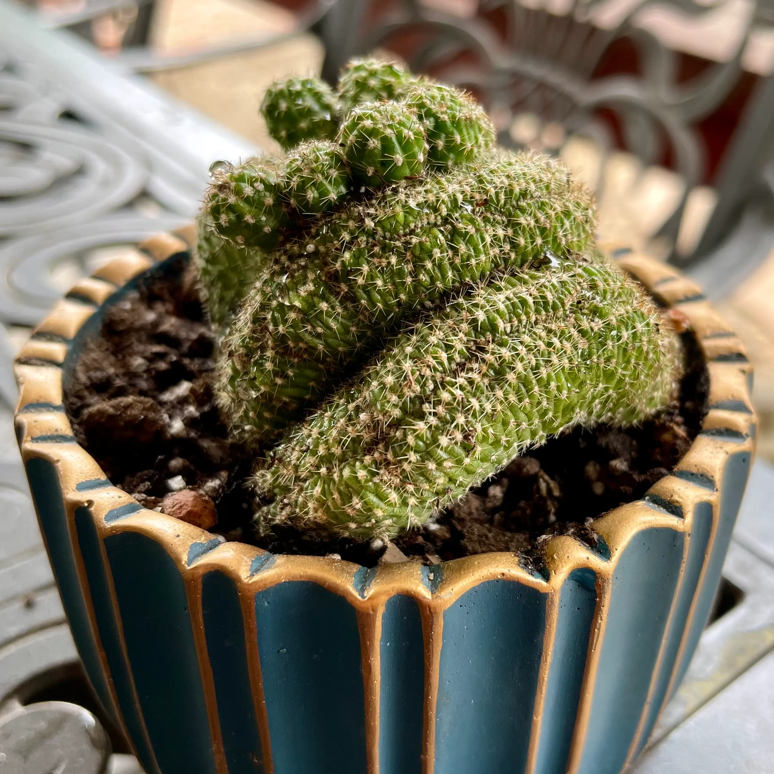 Photo of the plant species Crested Flambeau Cactus by @riverzend named beauregard on Greg, the plant care app
