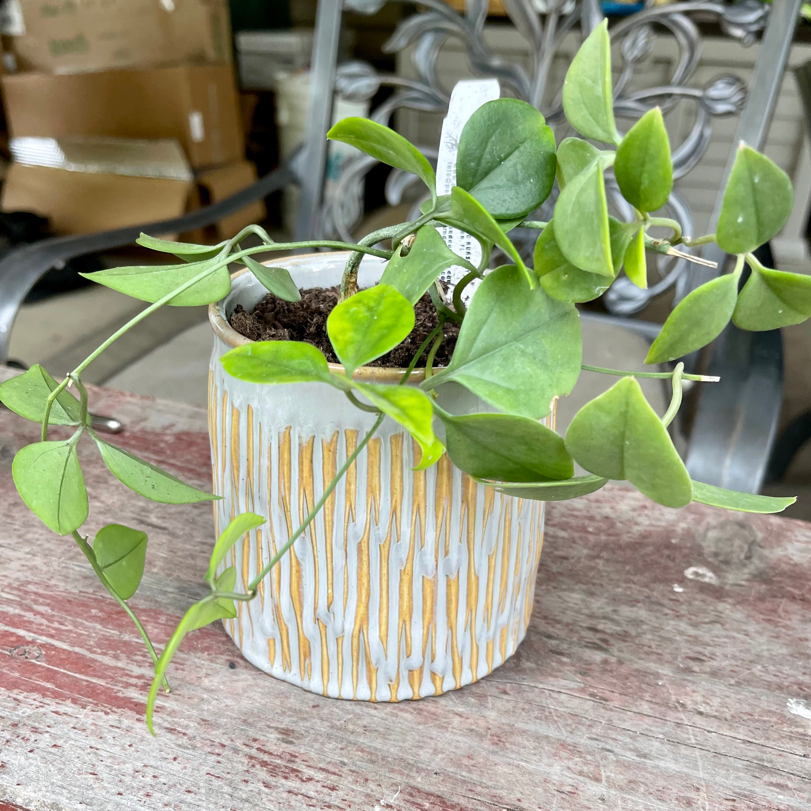 Plant care for Balloon Vine on Greg, the plant care app