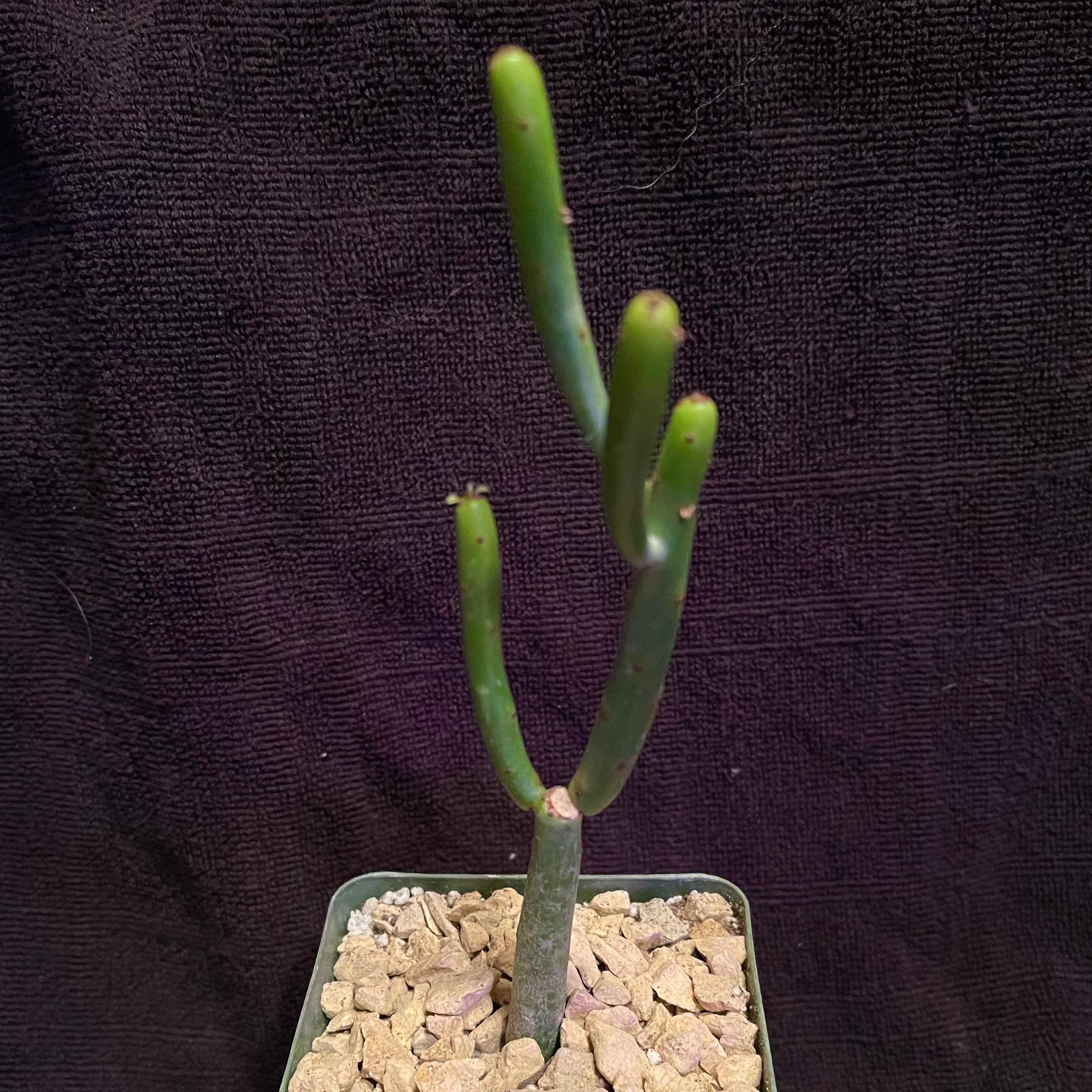 Photo of the plant species Cat Tails Euphorbia by @riverzend named drake on Greg, the plant care app