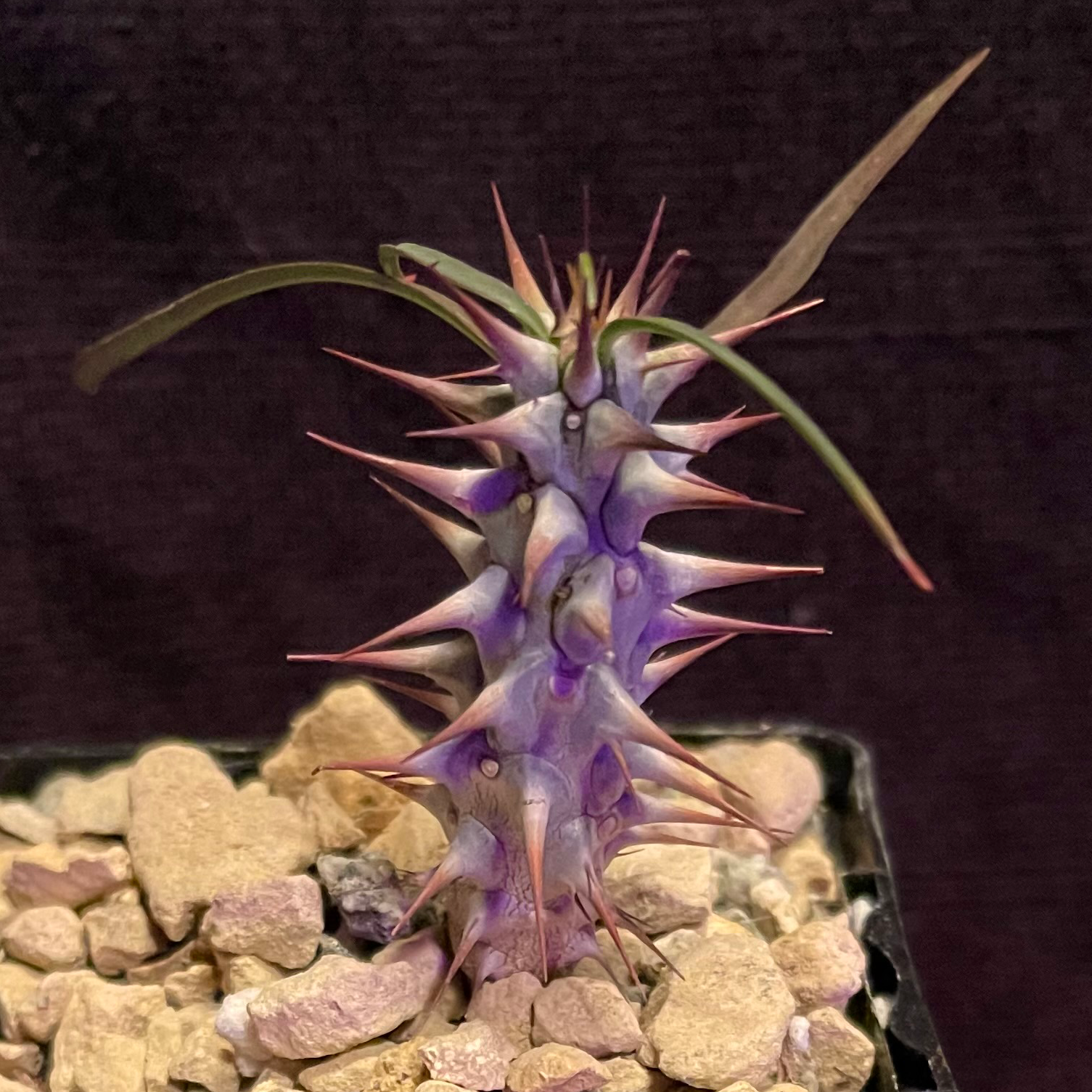 Photo of the plant species Euphorbia Gottlebei by @riverzend named otto on Greg, the plant care app