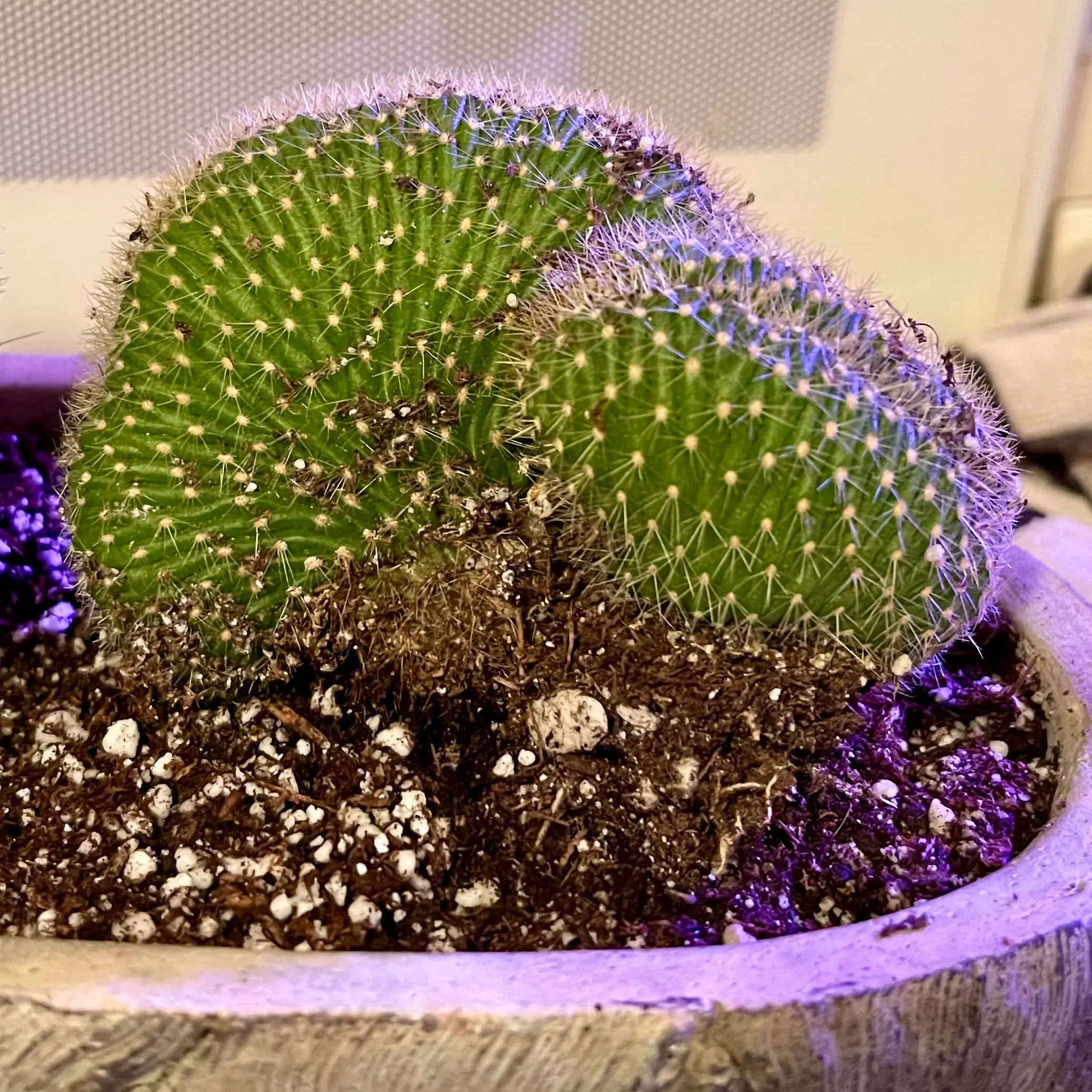 Photo of the plant species Trichocereus huascha cristata by @riverzend named ashas on Greg, the plant care app