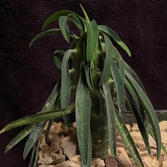 Euphorbia Clava plant in Aurora, Colorado