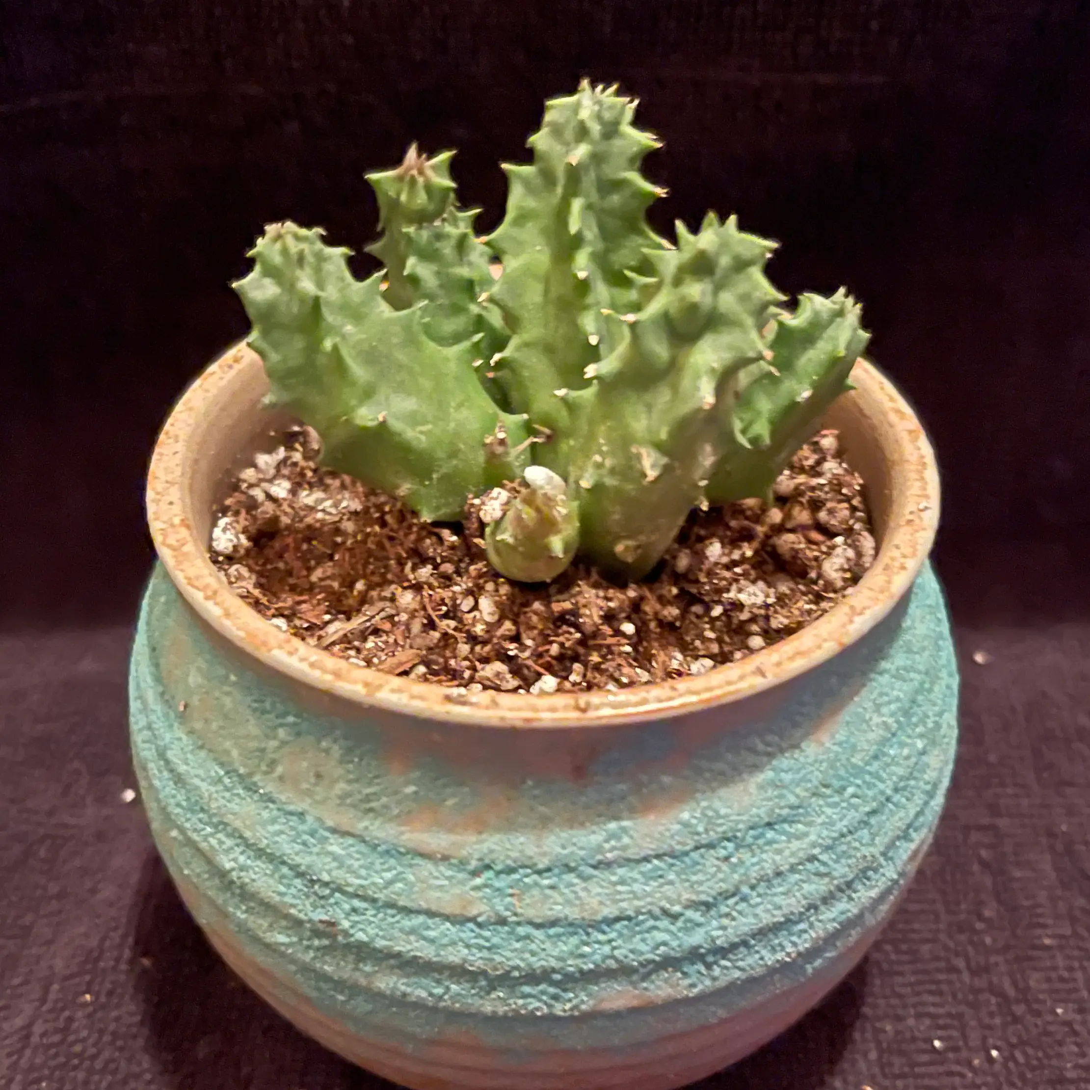 Photo of the plant species Huernia thuretii by @riverzend named thurston on Greg, the plant care app