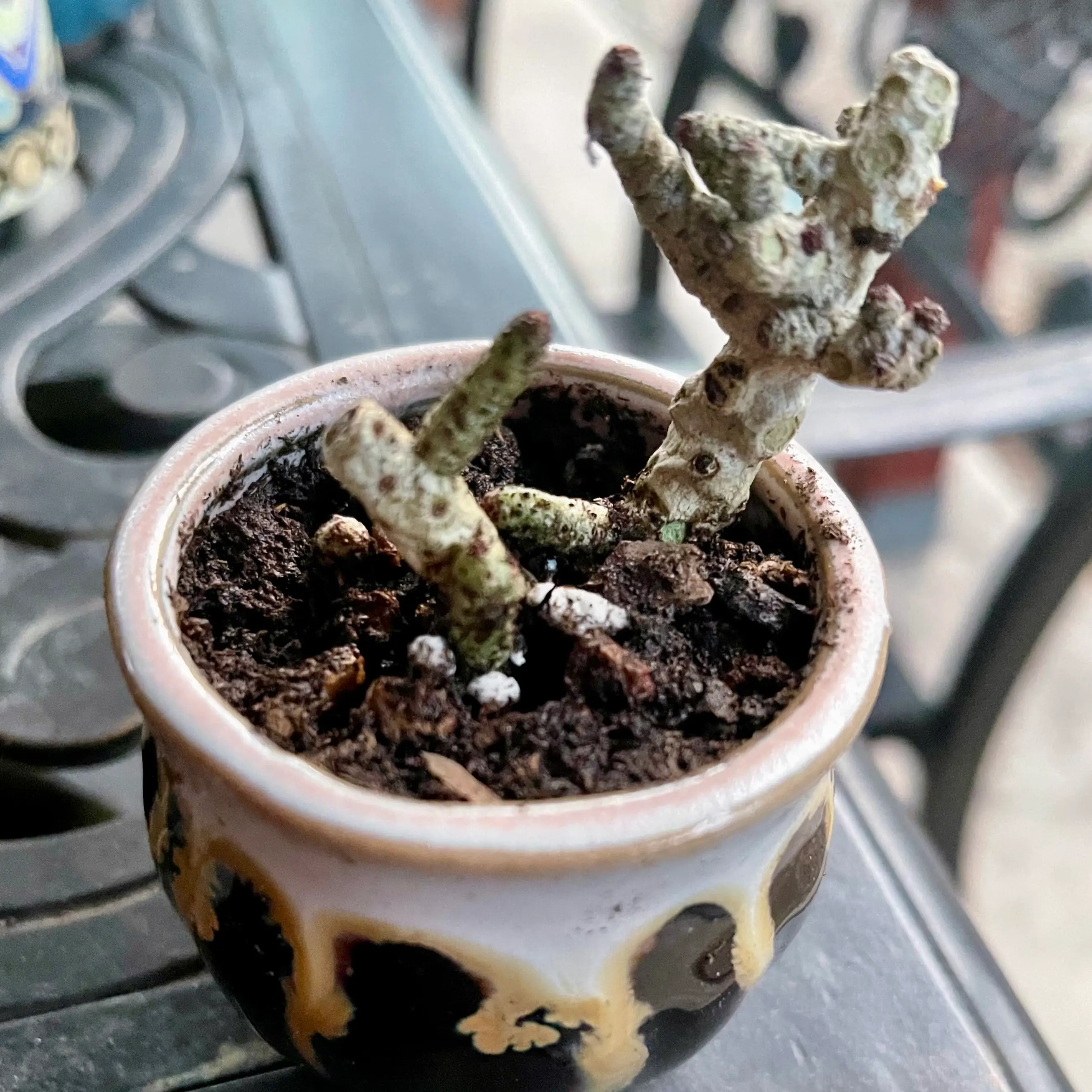 Photo of the plant species Tylecodon by @riverzend named buchanan on Greg, the plant care app