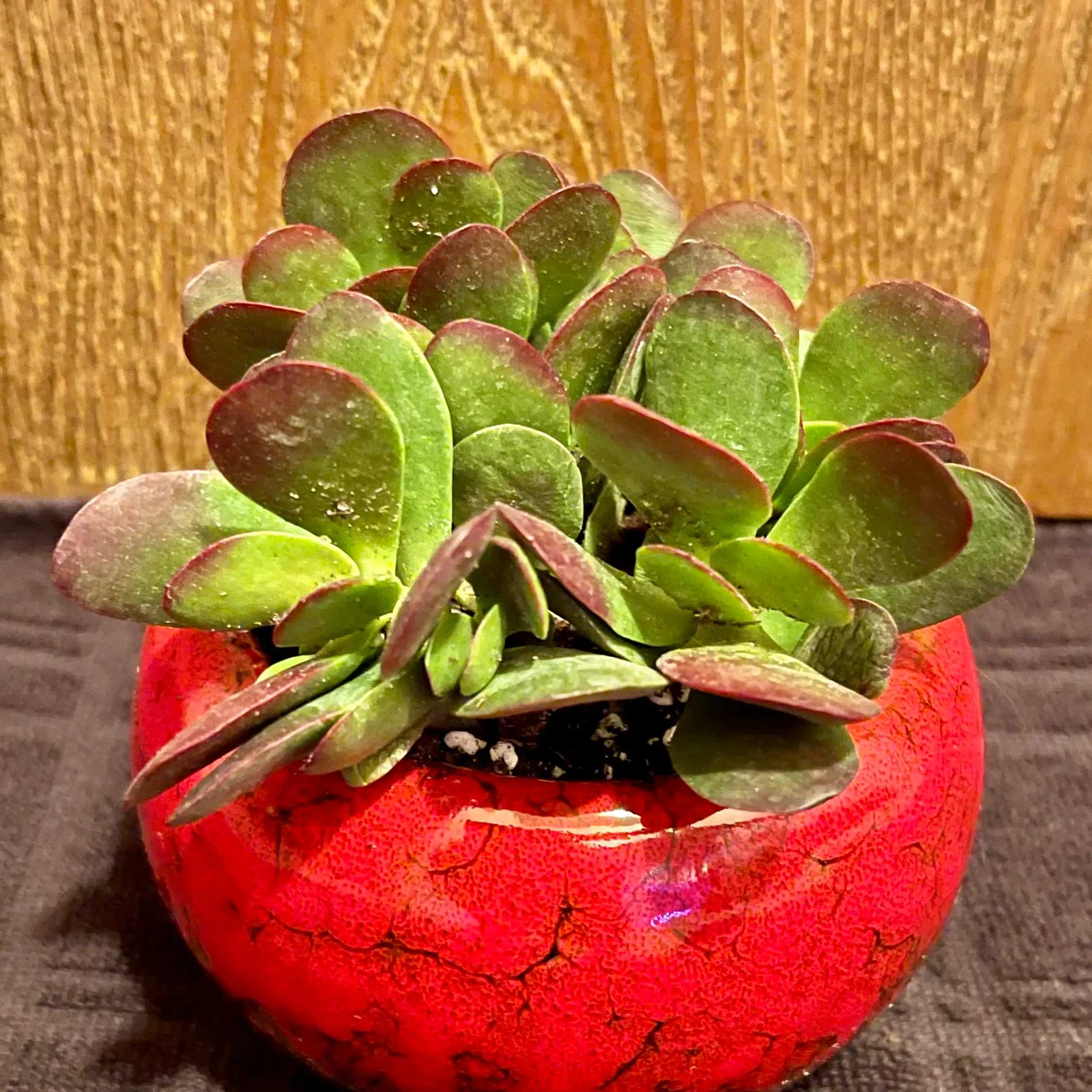 Photo of the plant species Crassula clavata by @riverzend named lavonne on Greg, the plant care app