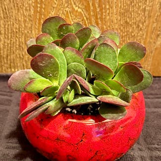 Crassula clavata plant in Aurora, Colorado