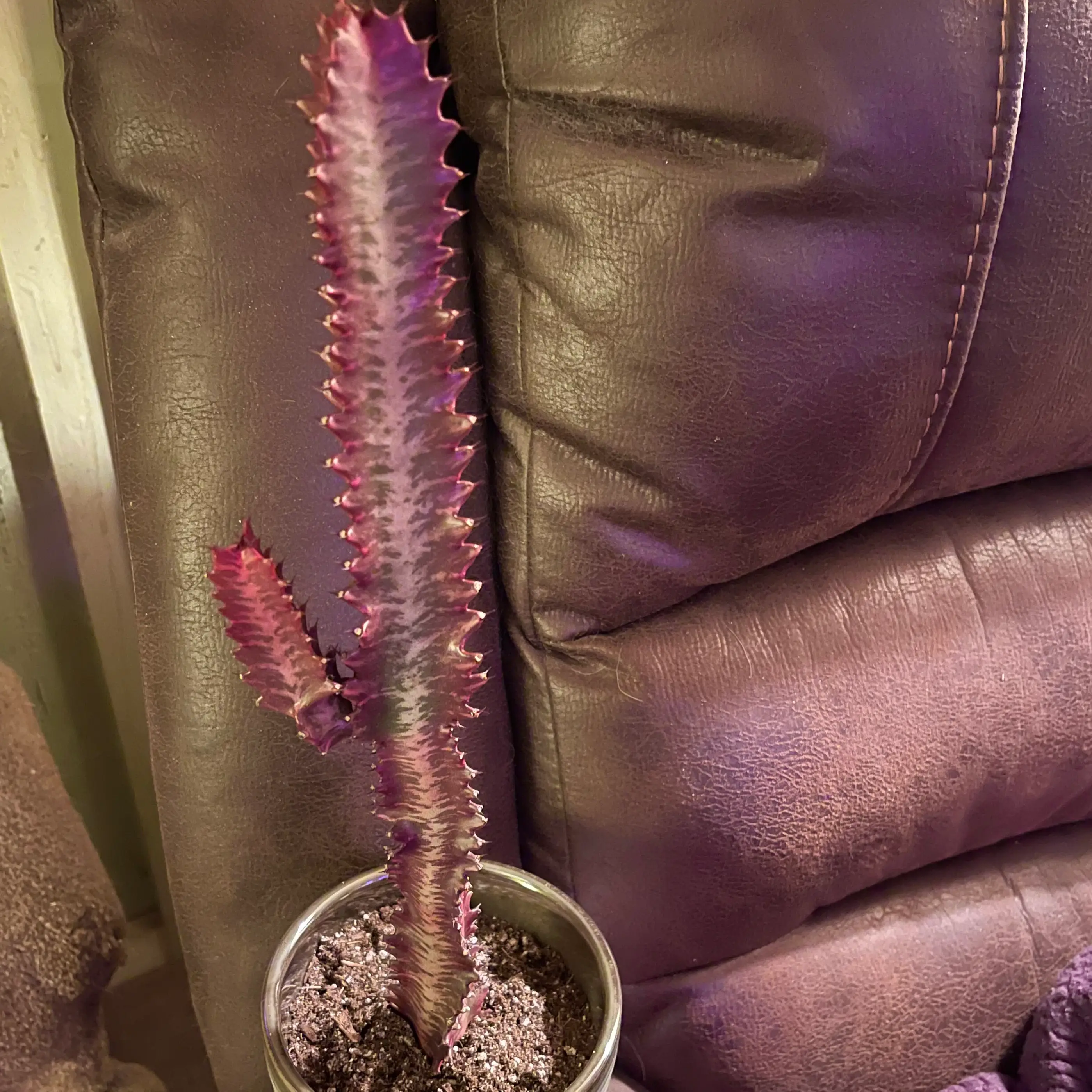 Photo of the plant species Twisted Rubra by @riverzend named ruben on Greg, the plant care app