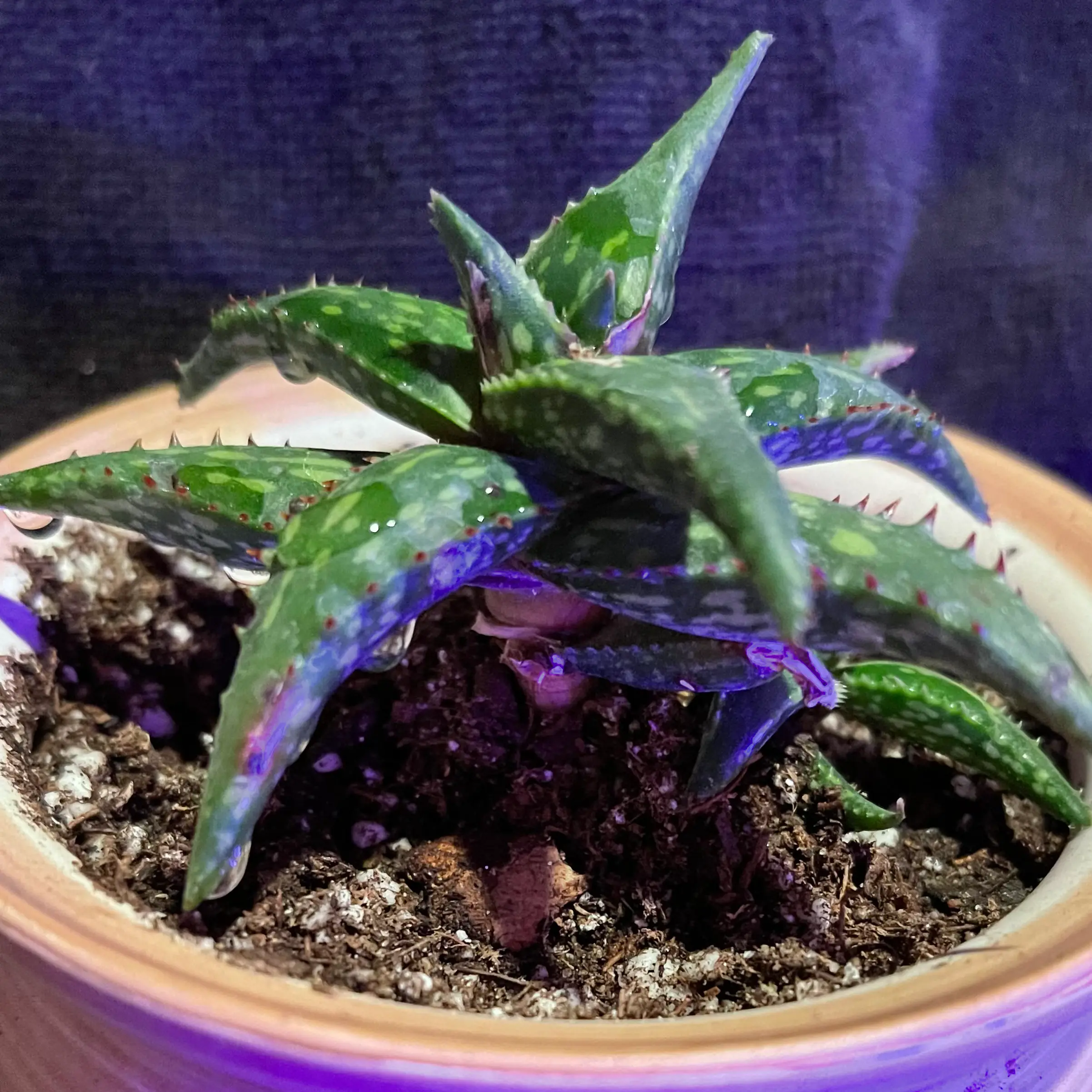 Photo of the plant species Aloe Jucunda by @riverzend named logan on Greg, the plant care app