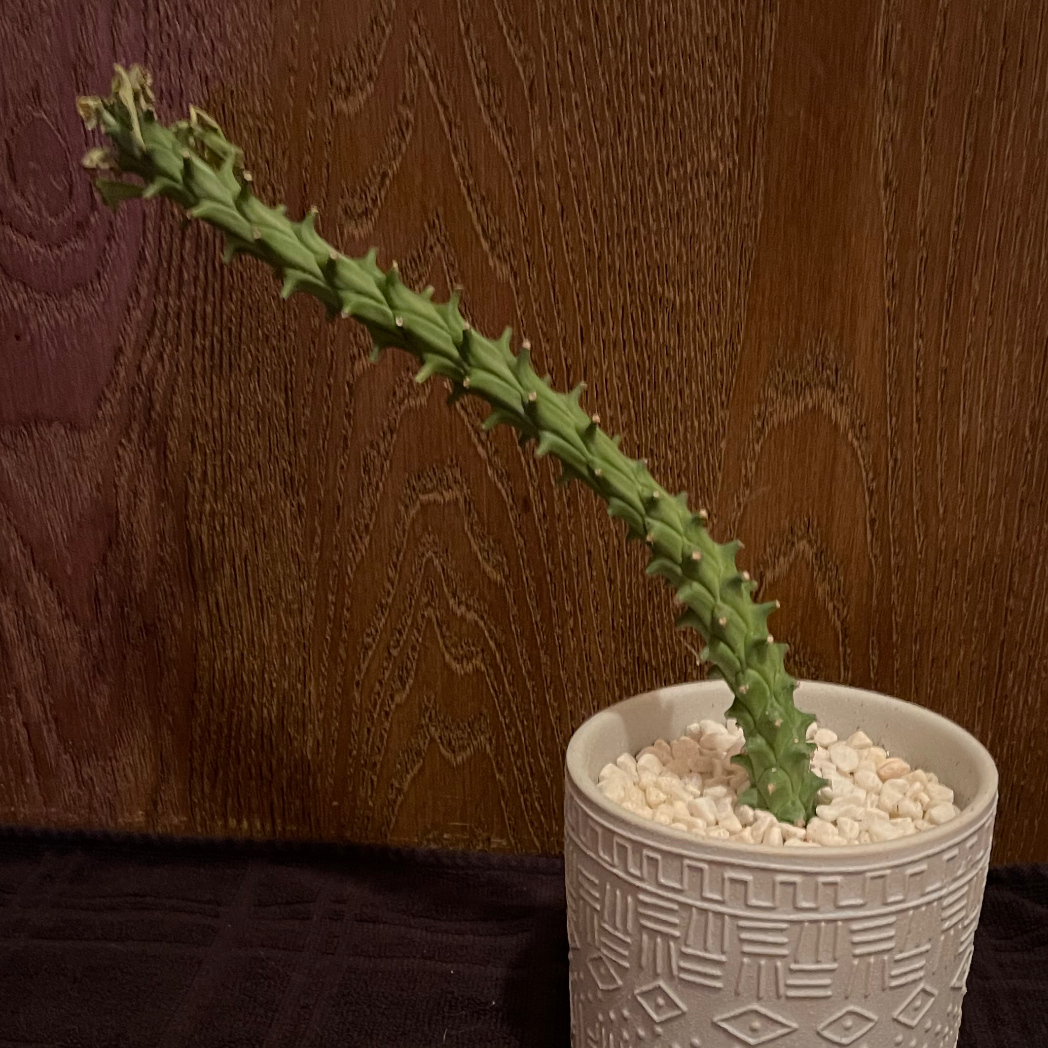Photo of the plant species Euphorbia heteropodum by @riverzend named esther on Greg, the plant care app