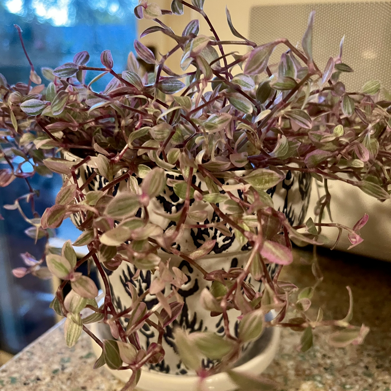 Callisia Pink Panther plant in a decorative pot with vibrant pink and green leaves.