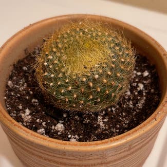 Scarlet Ball Cactus plant in Aurora, Colorado