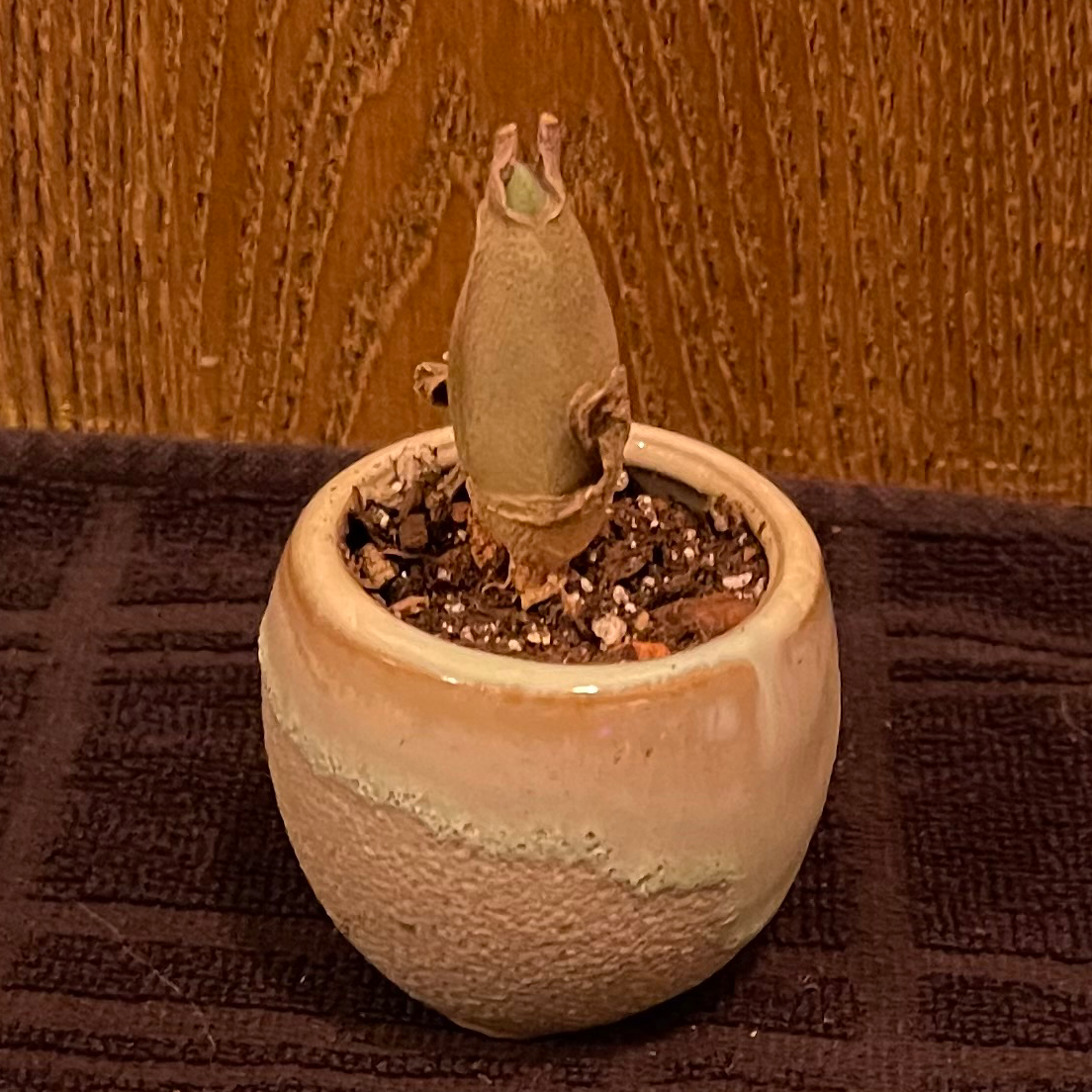 Photo of the plant species Cheiridopsis Peculiaris by @riverzend named cheyenne on Greg, the plant care app