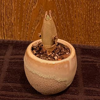 Cheiridopsis Peculiaris plant in Aurora, Colorado