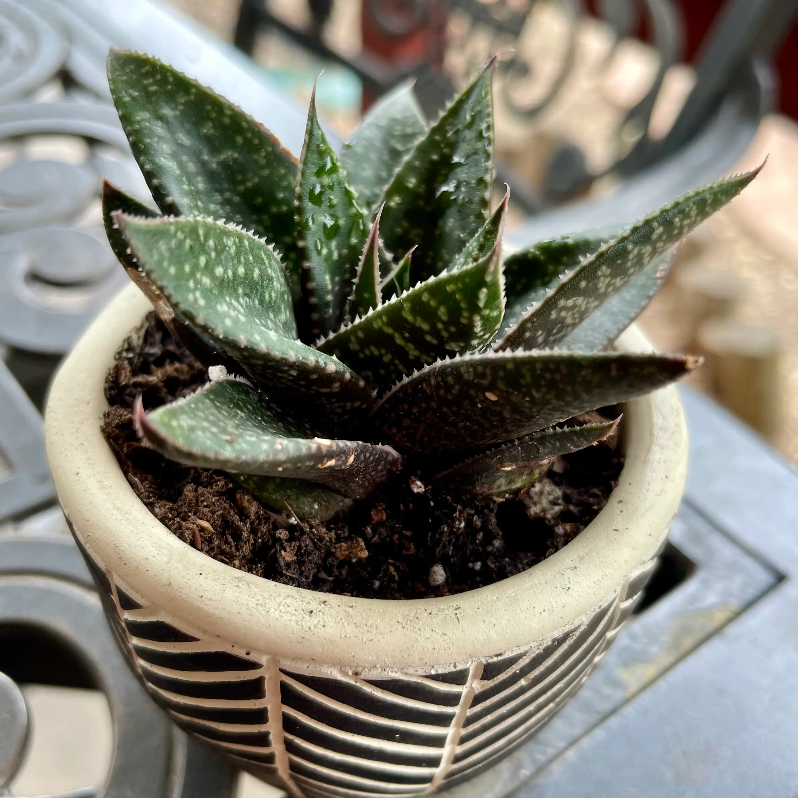 Photo of the plant species Limpopo Gasteraloe by @riverzend named miranda on Greg, the plant care app