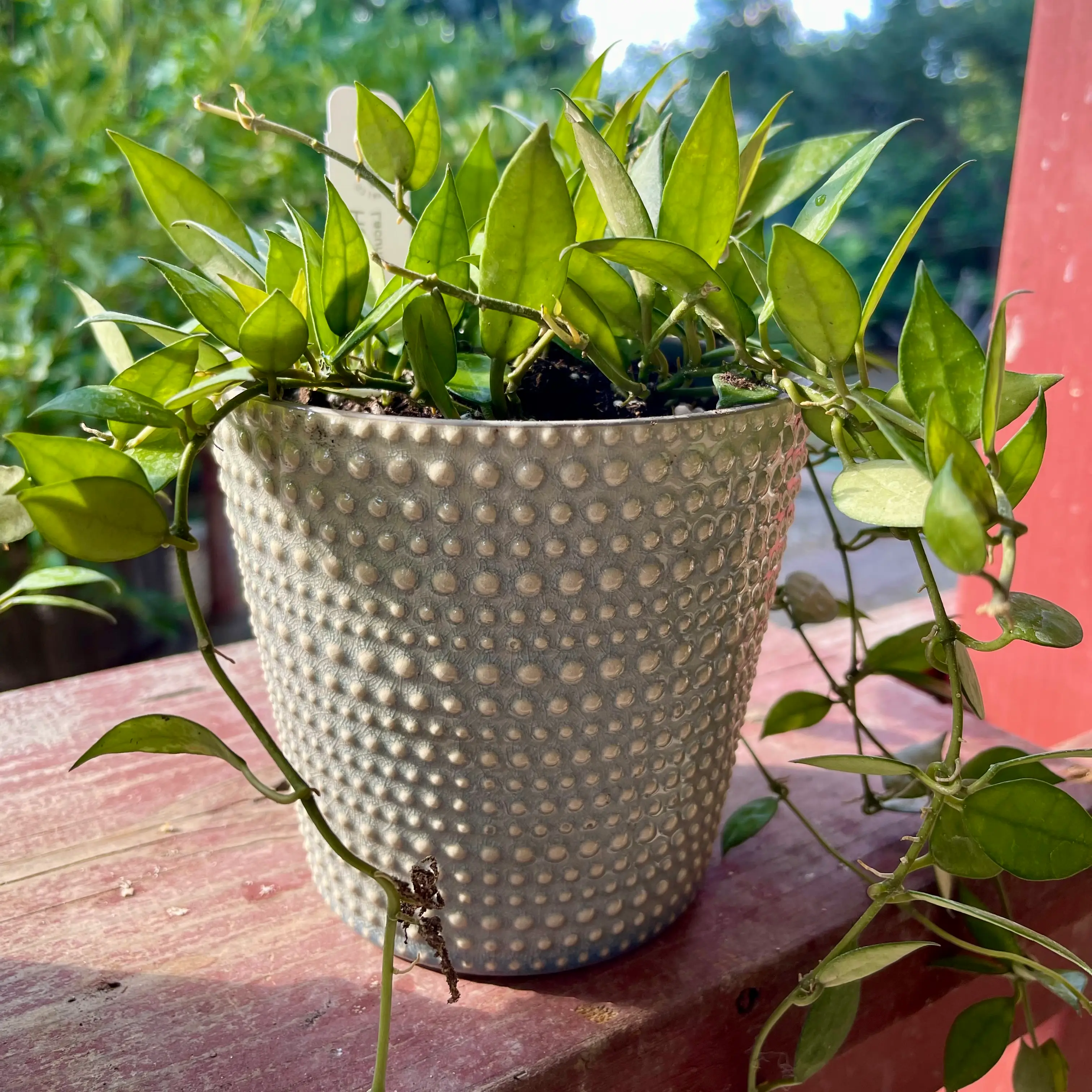 Potted Hoya lacunosa plant with trailing vines and vibrant green leaves on a wooden surface.