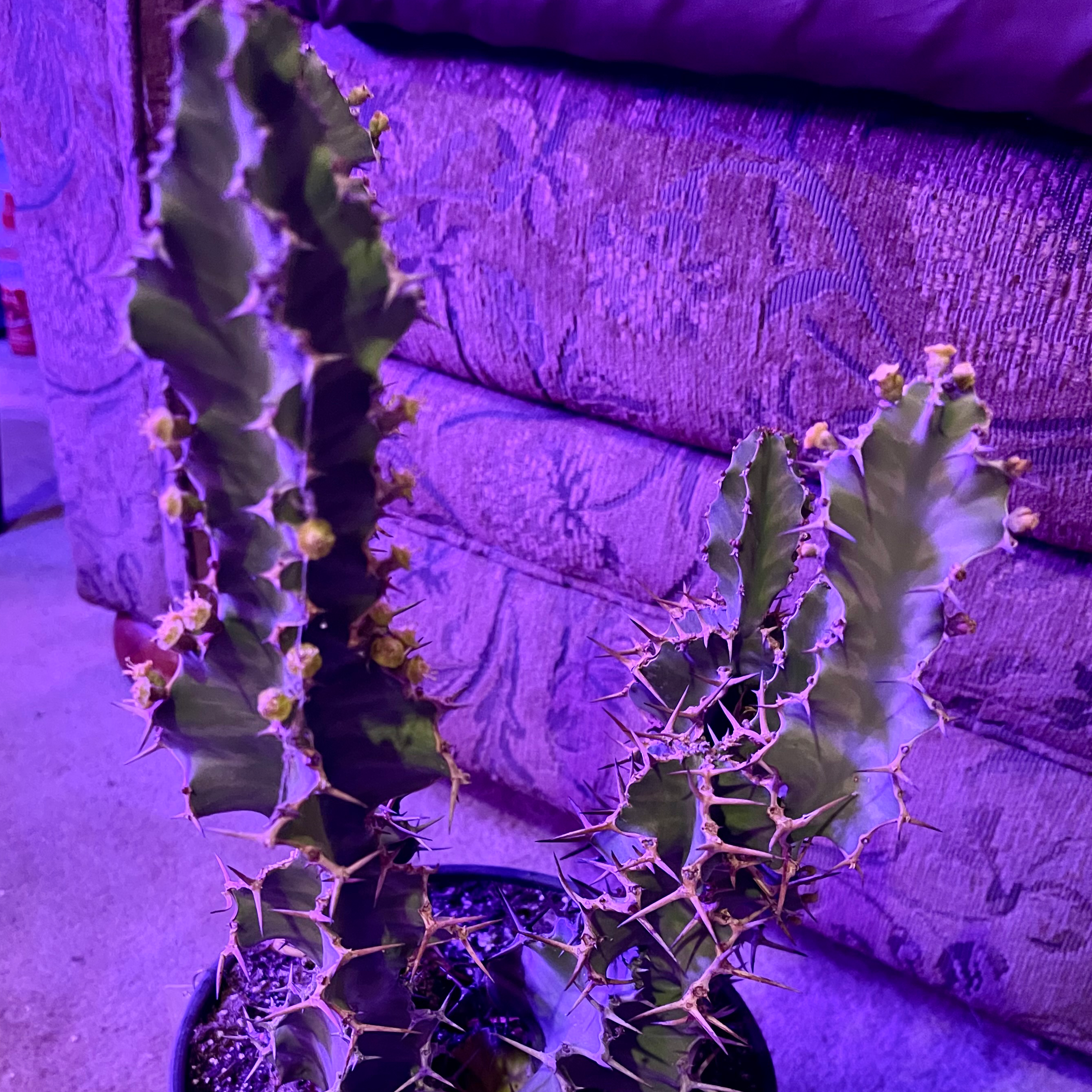 Photo of the plant species Euphorbia 'Zig Zag' by @riverzend named echo on Greg, the plant care app