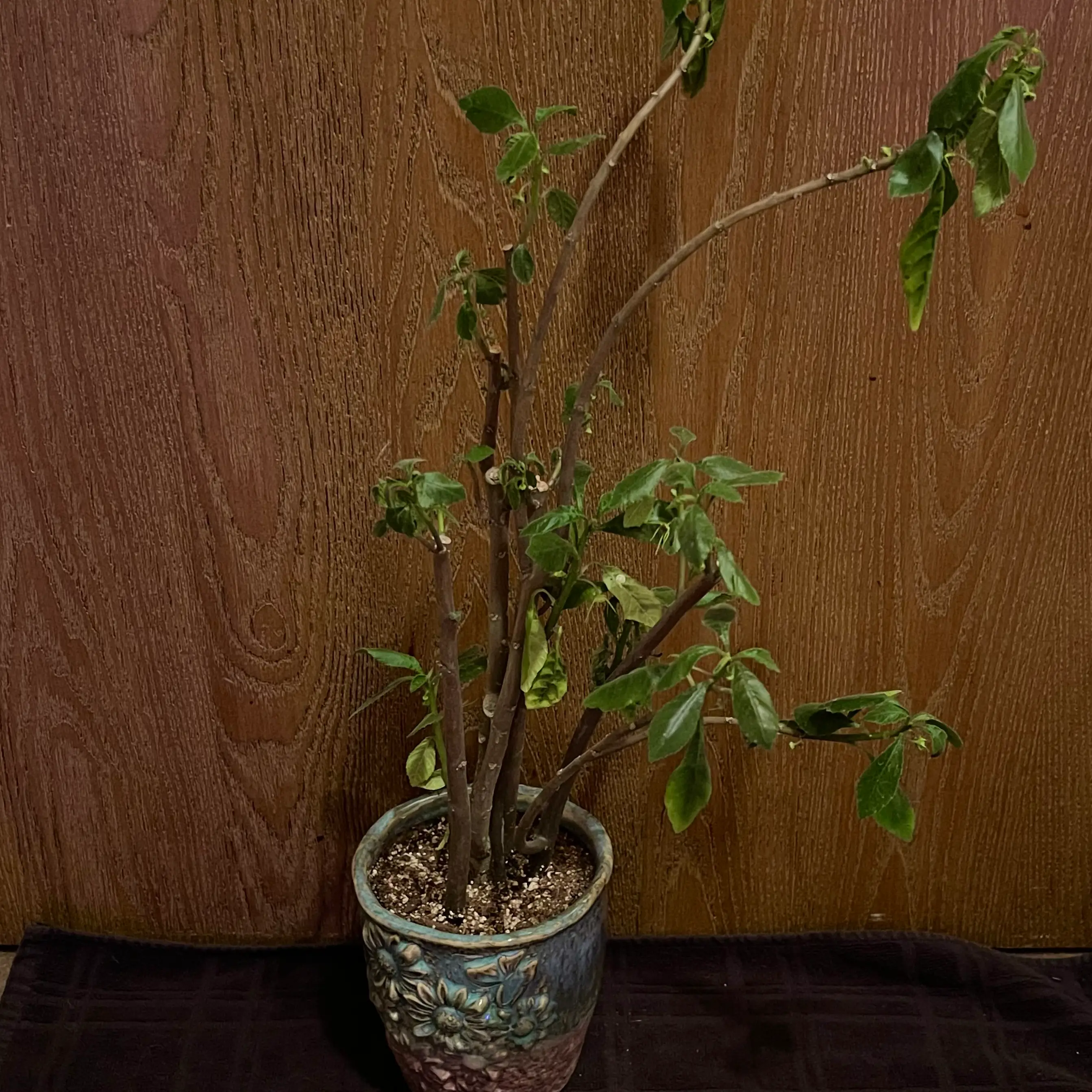 Photo of the plant species Dorstenia Radiata by @riverzend named don on Greg, the plant care app