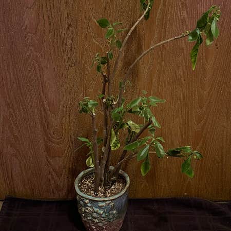 Photo of the plant species Dorstenia Radiata by @riverzend named don on Greg, the plant care app