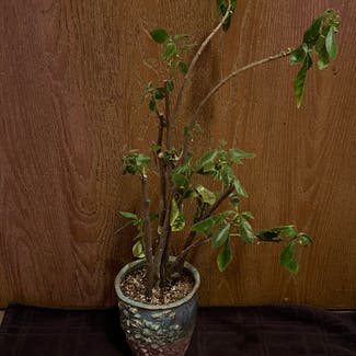 Dorstenia Radiata plant in Aurora, Colorado