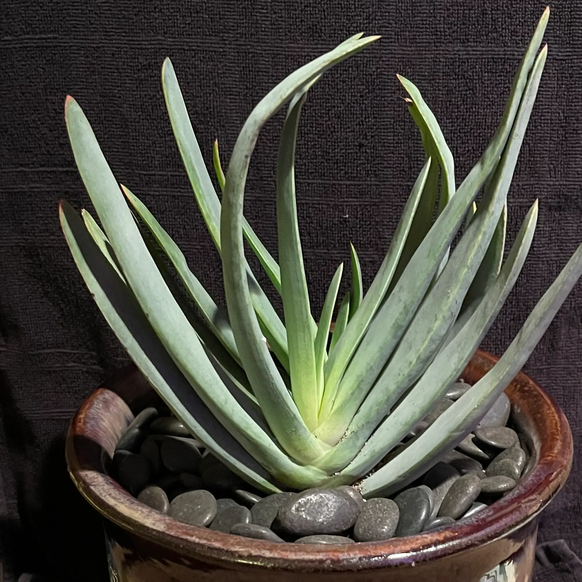 Photo of the plant species Kumara plicatilis by @riverzend named catherine on Greg, the plant care app