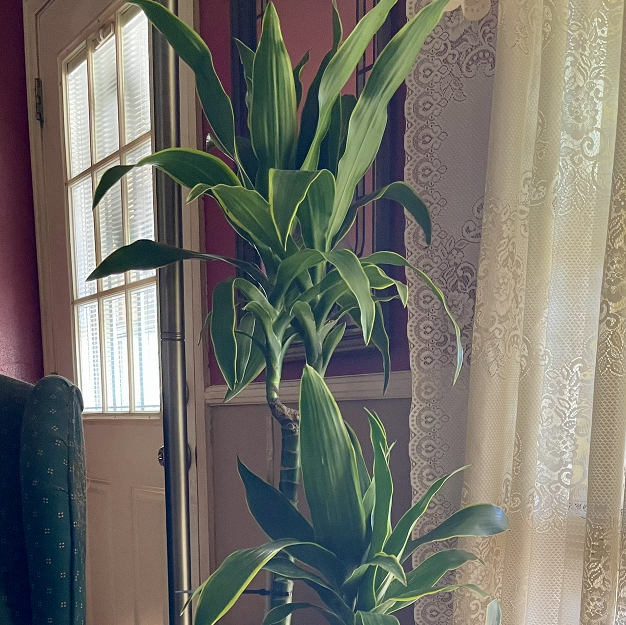 Photo of the plant species Dracaena Dorado by @riverzend named dora on Greg, the plant care app