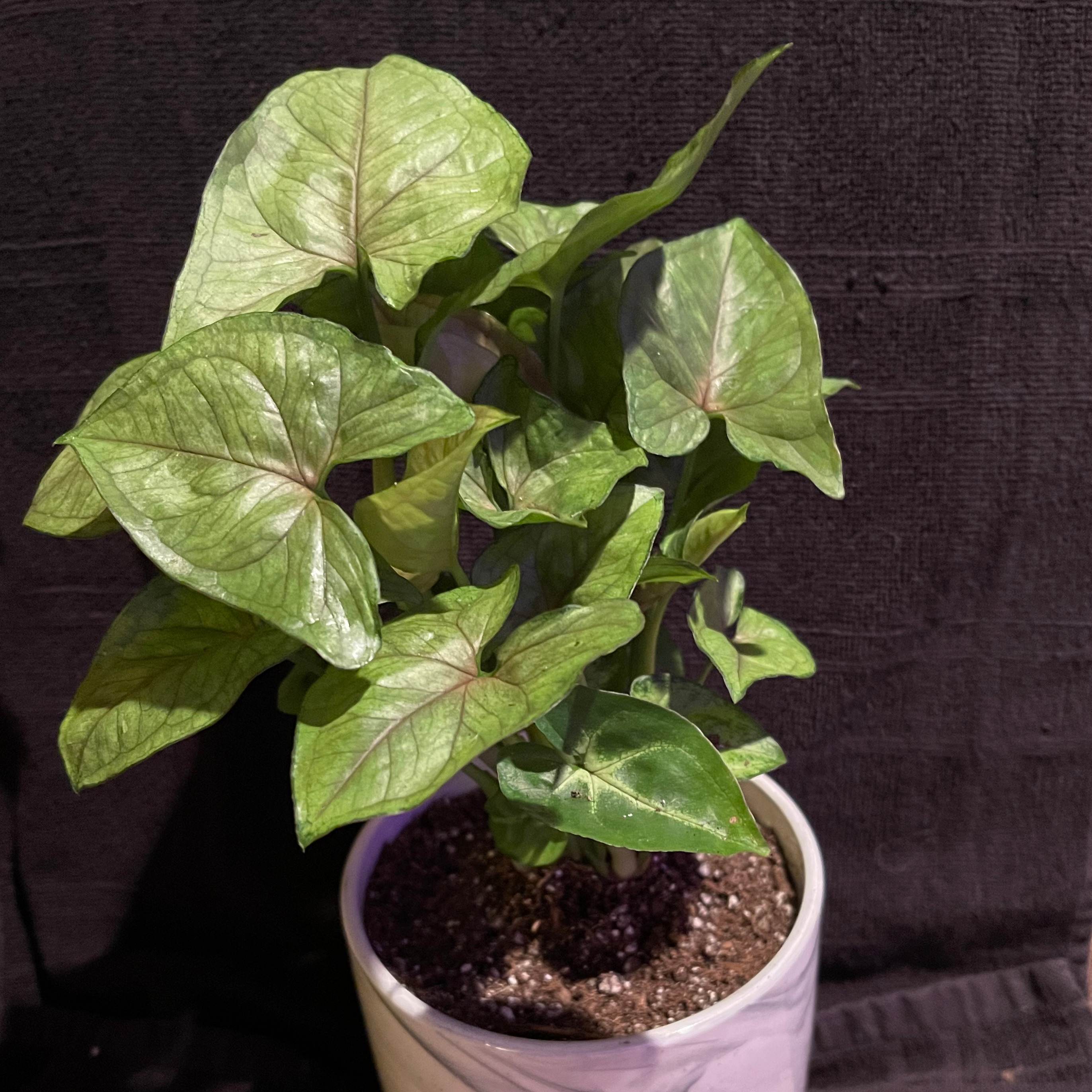 Green Nephthytis Plant in a pot with visible soil, healthy green leaves.