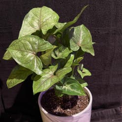 Green Nephthytis Plant plant