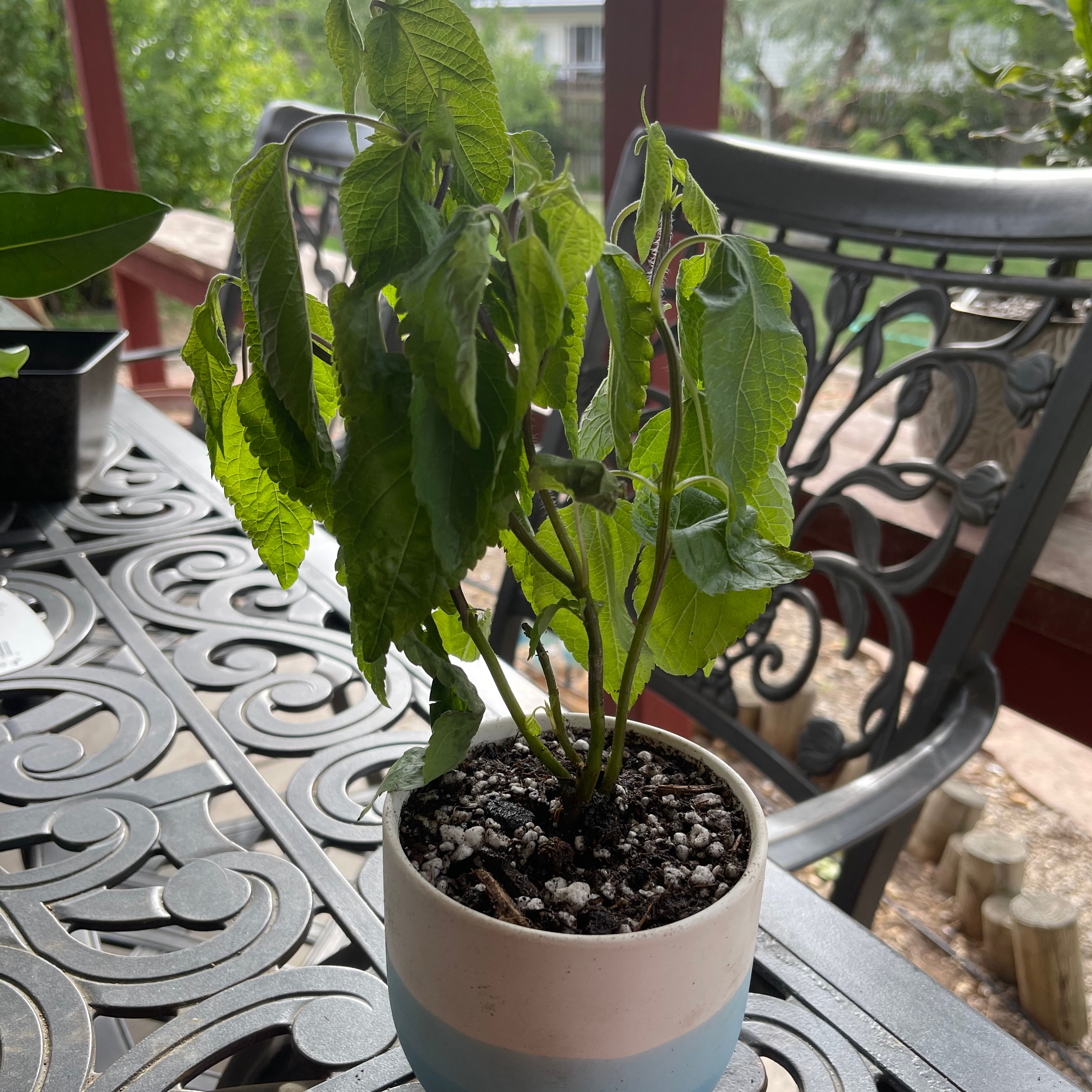 Potted Anise-Scented Sage plant with drooping leaves on an ornate metal table.