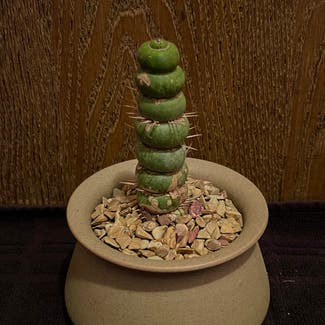 Eulychnia castanea var. varispiralis plant in Aurora, Colorado