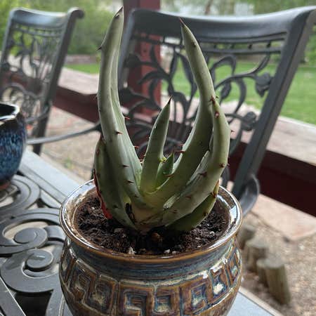 Photo of the plant species Aloe Gerstneri by @riverzend named gersten on Greg, the plant care app