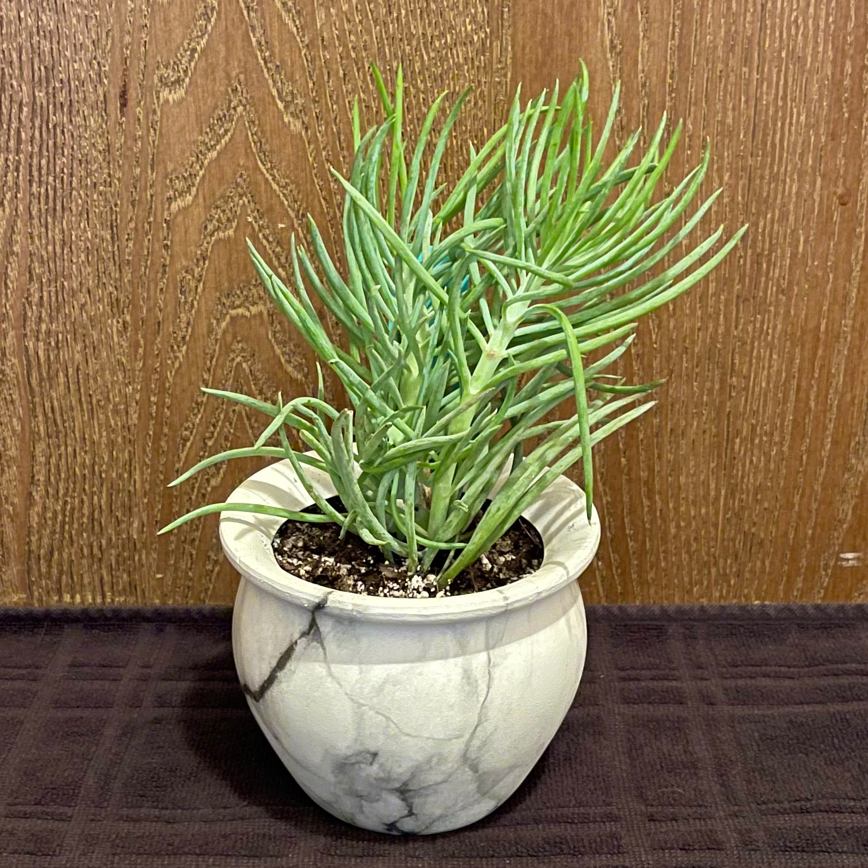 Potted Narrow-Leaf Chalksticks plant with healthy green leaves against a wooden background.