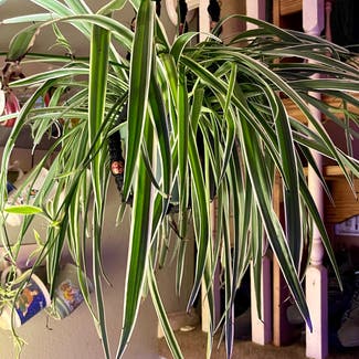 Spider Plant 'Variegatum’ plant in Aurora, Colorado