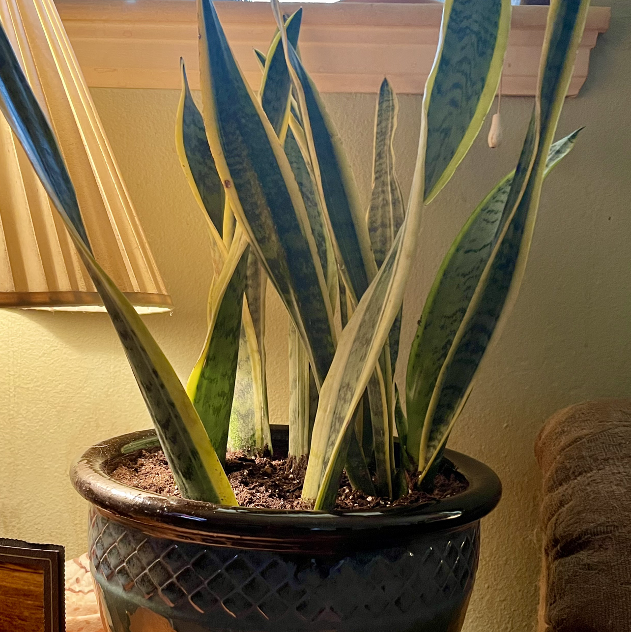 Photo of the plant species Black Gold Snake Plant by @riverzend named seymour on Greg, the plant care app