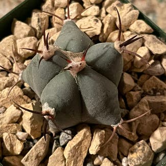 Echinocereus Ingens plant in Aurora, Colorado