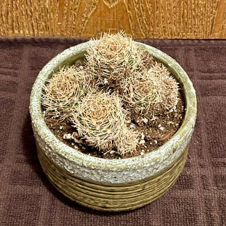 Discocactus Araneispinus plant in Aurora, Colorado