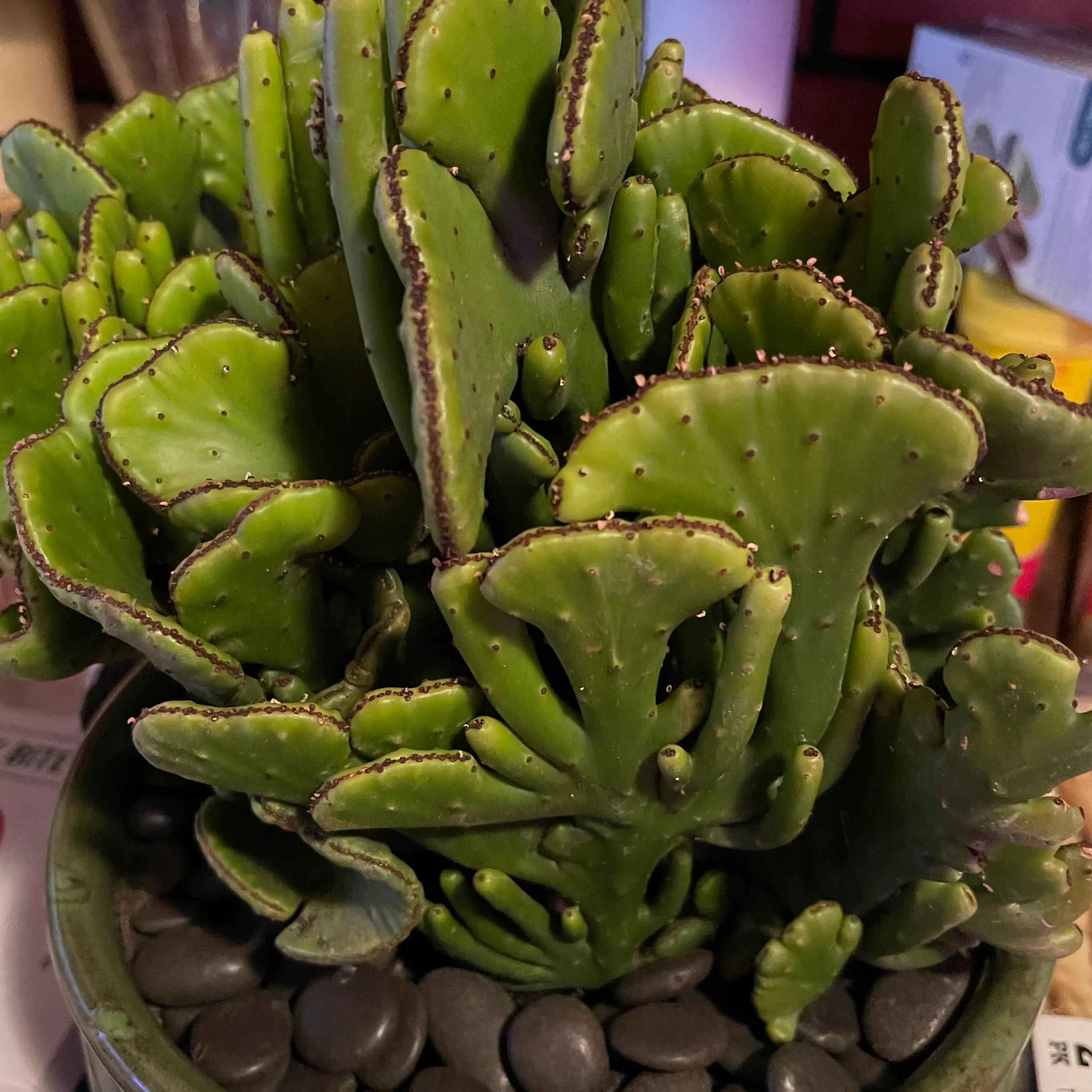 Photo of the plant species Crested Cat Tails Euphorbia by @riverzend named aloysius on Greg, the plant care app