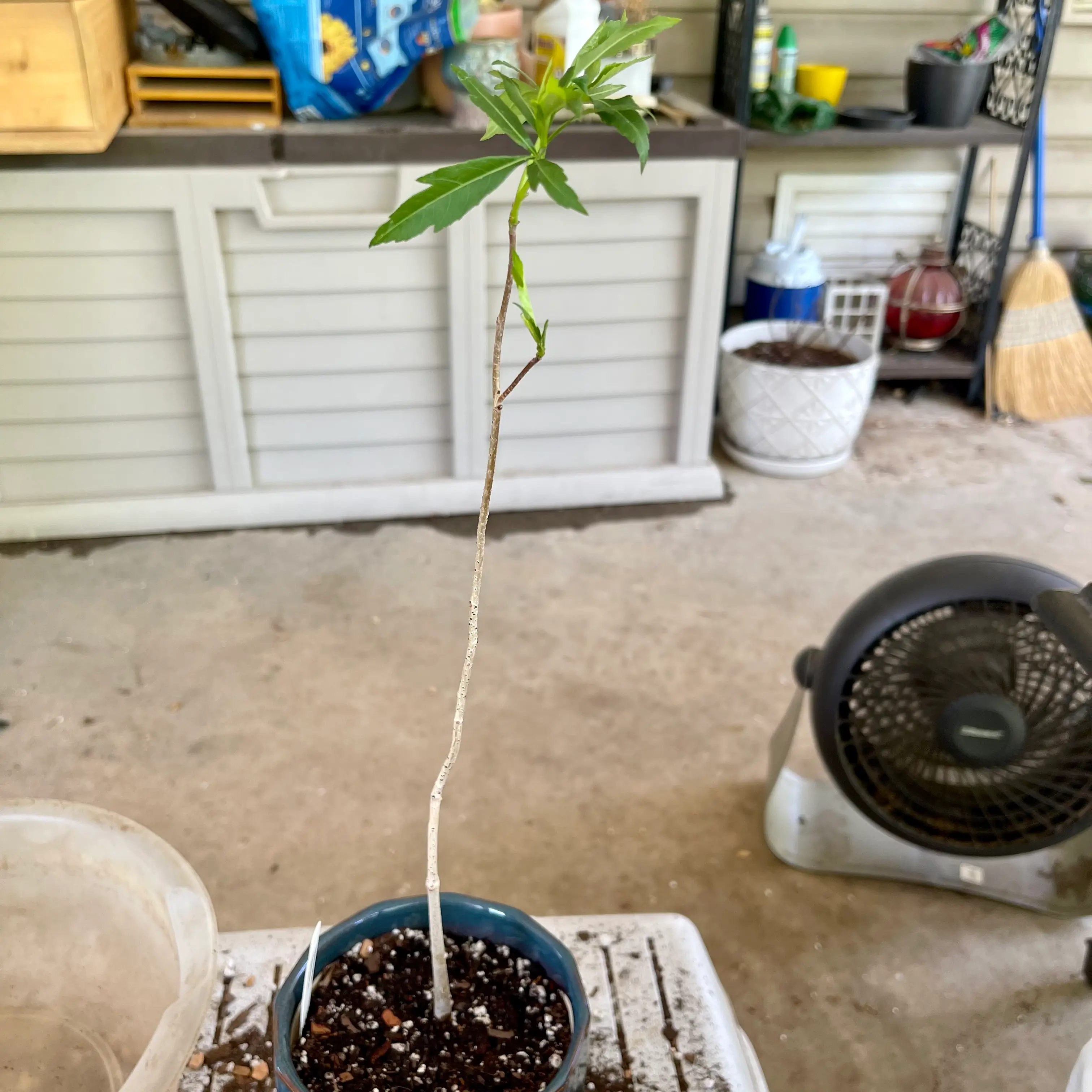 Photo of the plant species Fony Baobab by @riverzend named sonja on Greg, the plant care app