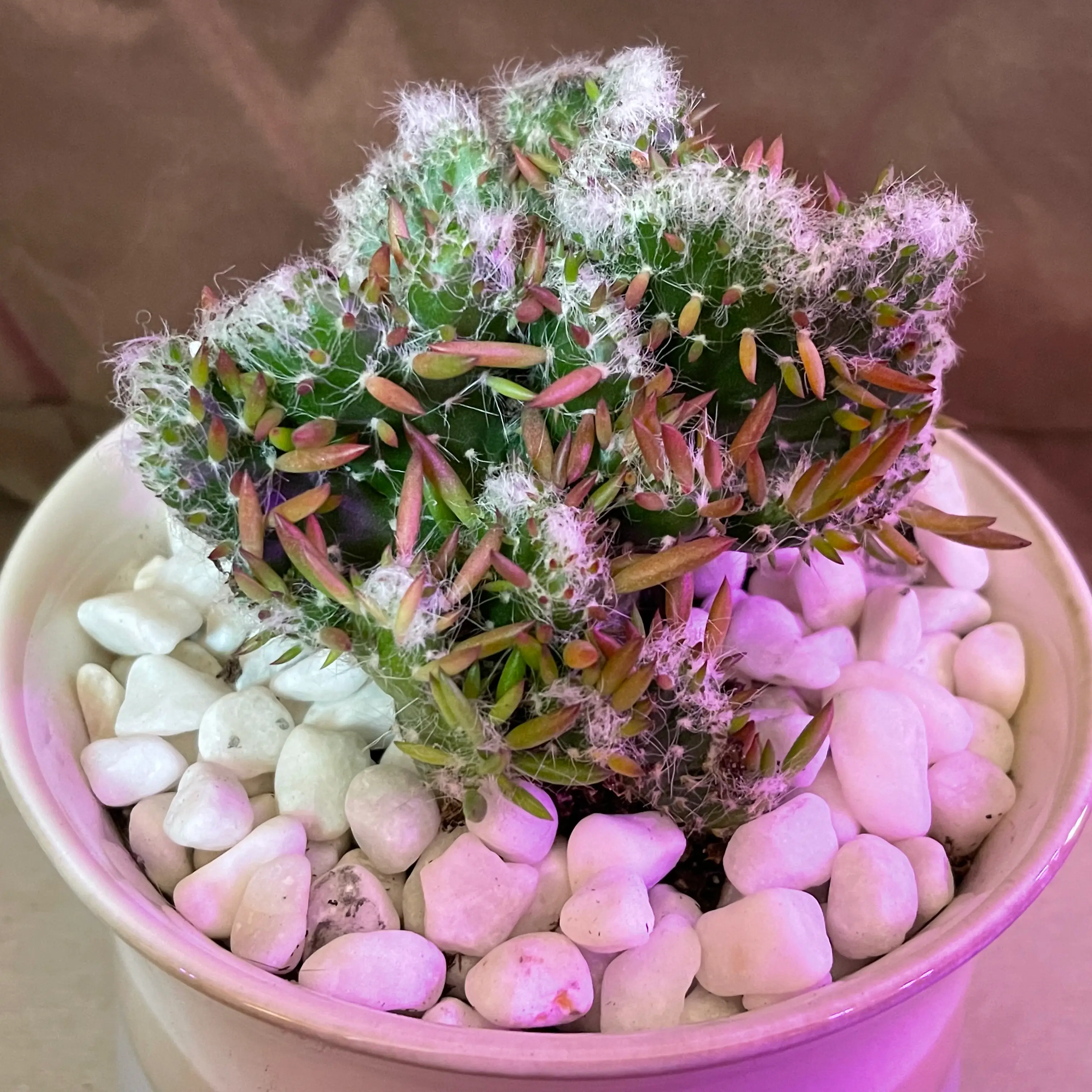 Photo of the plant species Roller Coaster Crested by @riverzend named opie on Greg, the plant care app