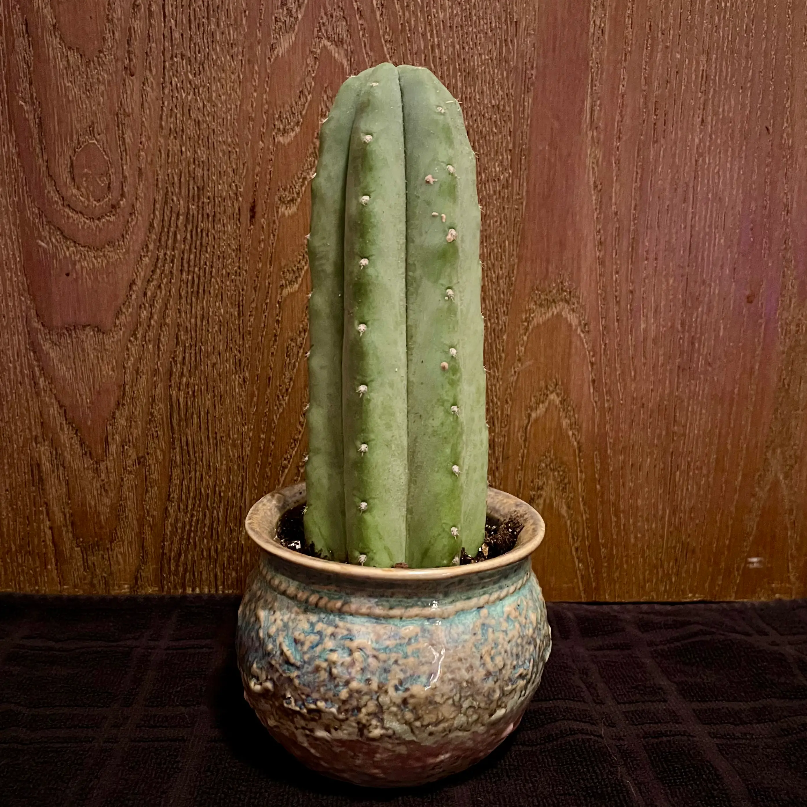 Photo of the plant species Juul's Giant Cactus by @riverzend named julius on Greg, the plant care app