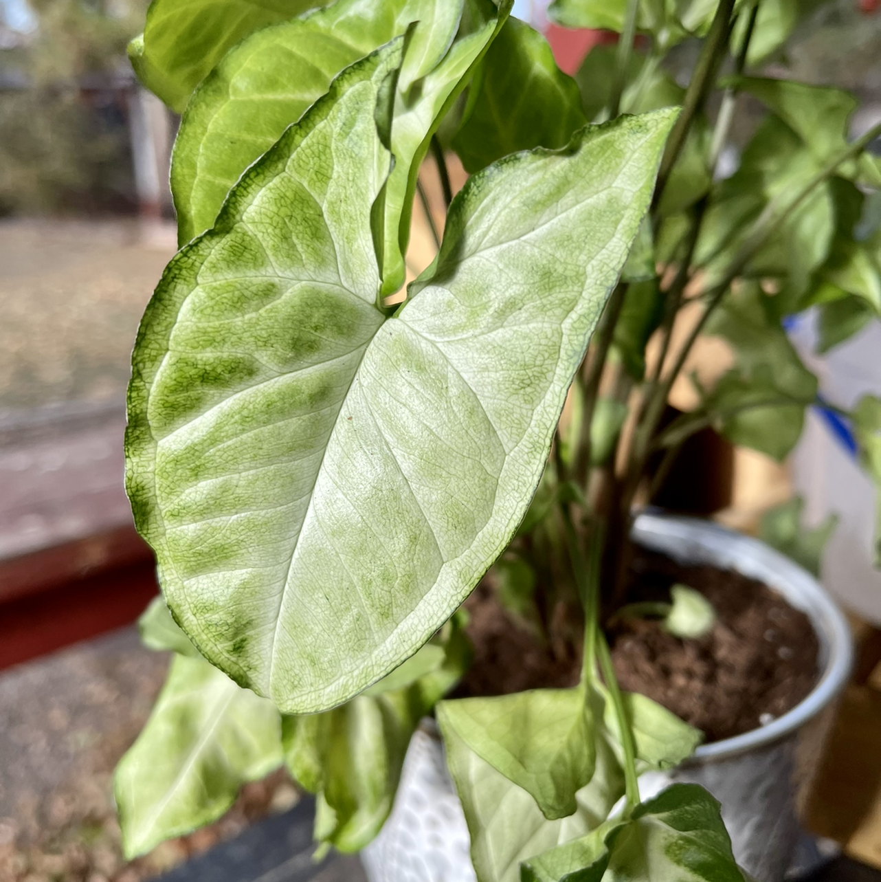 Photo of the plant species Syngonium 'Cream' by @riverzend named cyril on Greg, the plant care app