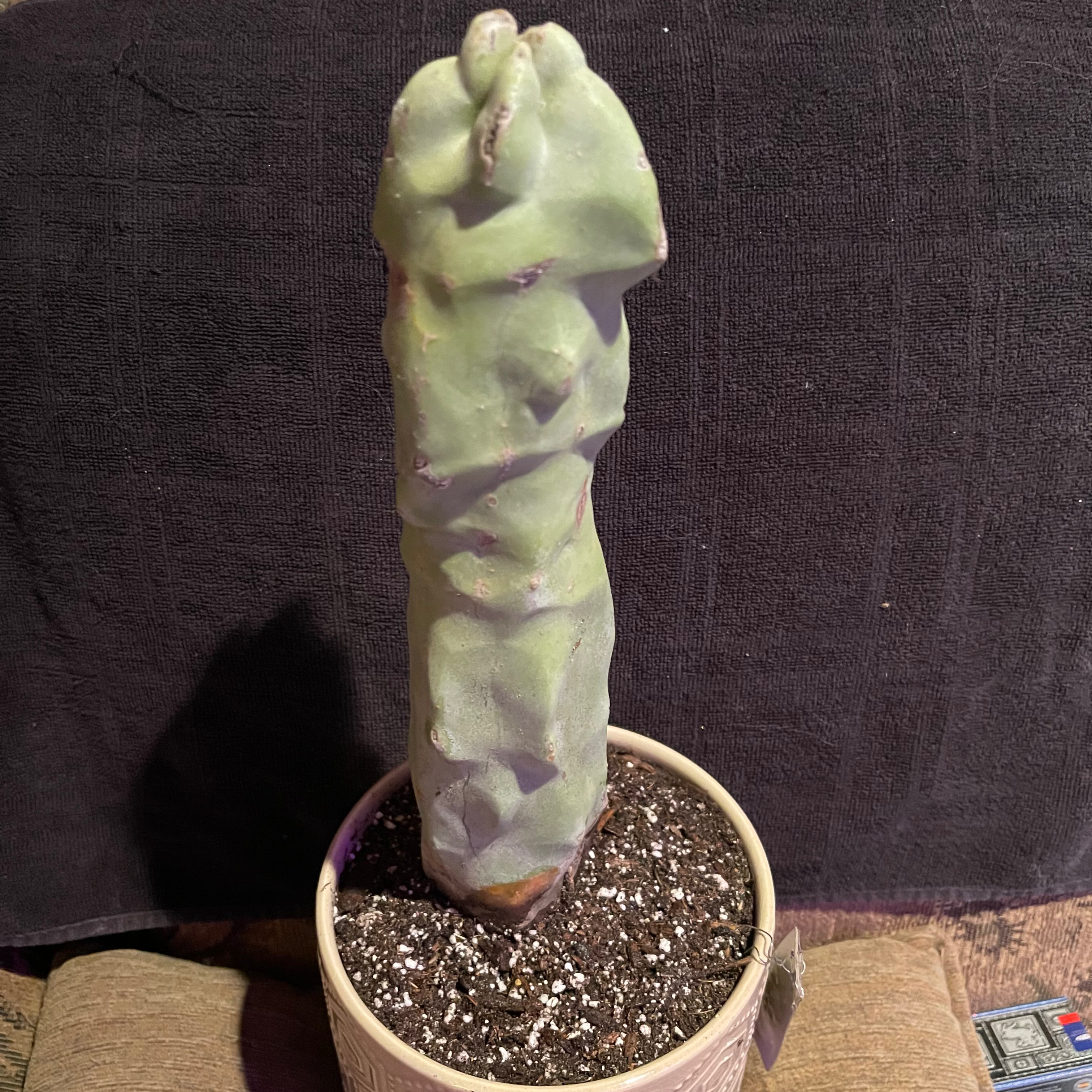 Photo of the plant species Spiral Totem Pole Cactus by @riverzend named peter on Greg, the plant care app