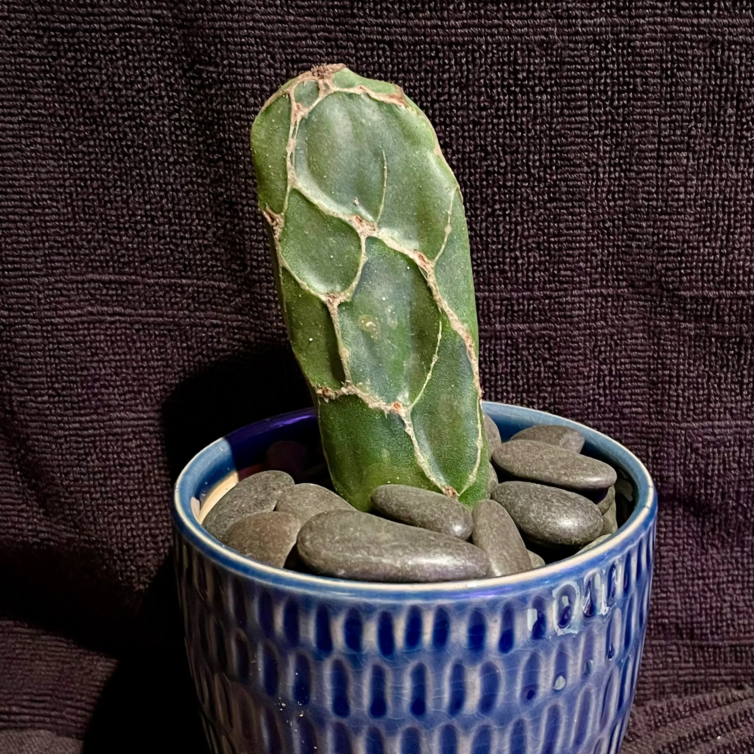 Photo of the plant species Opuntia Reticulata cv Cobra by @riverzend named coburn on Greg, the plant care app