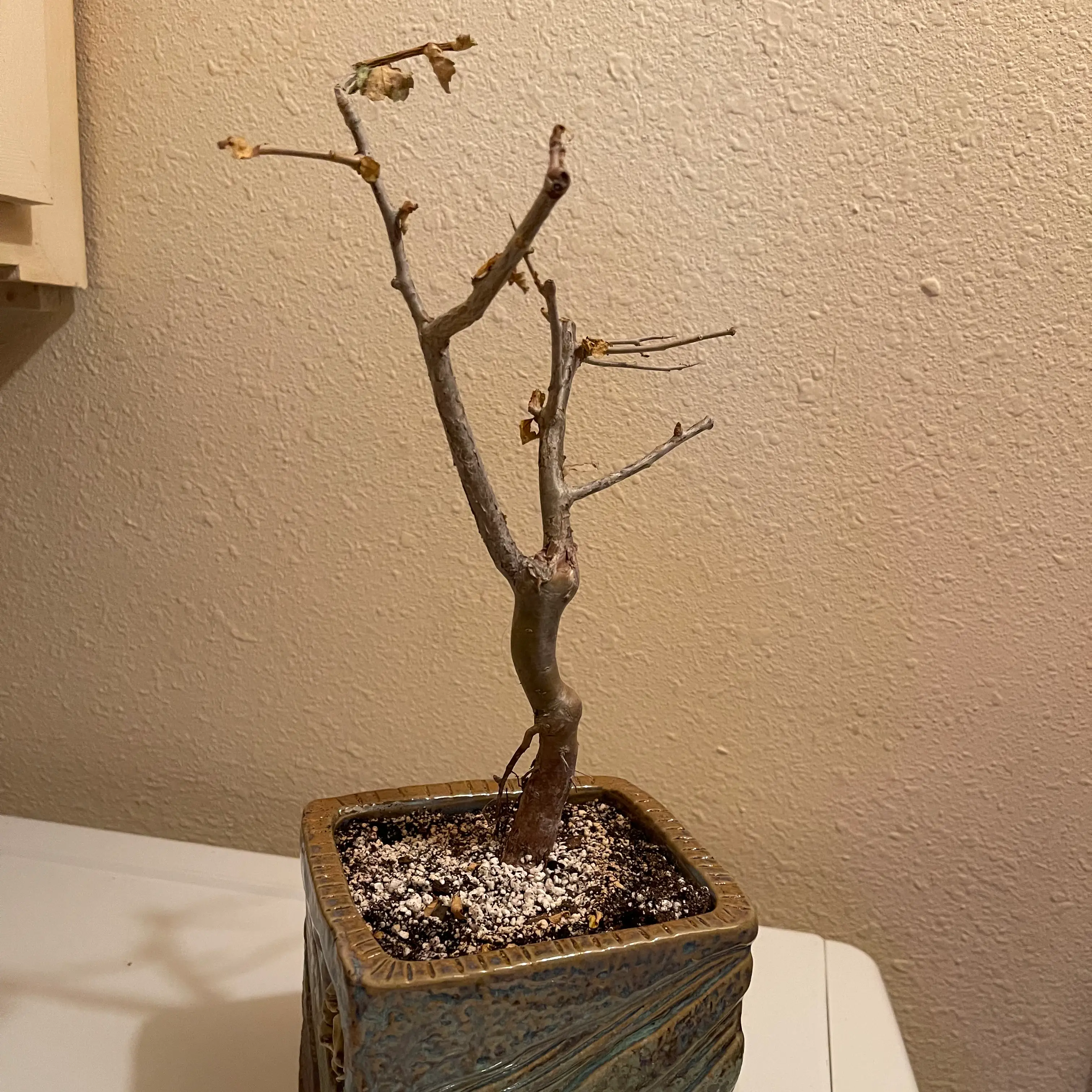 Photo of the plant species Indian Bdellium Tree by @riverzend named oracle on Greg, the plant care app