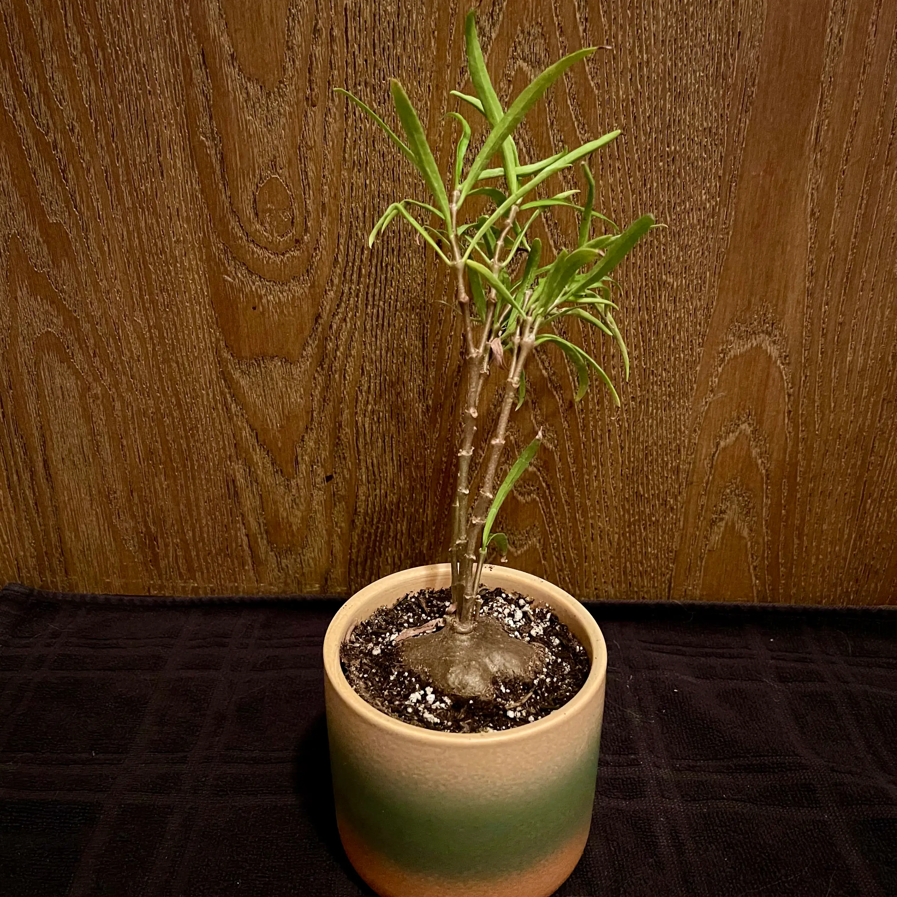 Photo of the plant species Thread Leaf Ant Farm Plant by @riverzend named gus on Greg, the plant care app