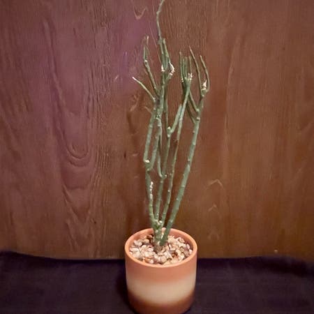 Photo of the plant species Euphorbia Gummifera by Riverzend named mimi on Greg, the plant care app