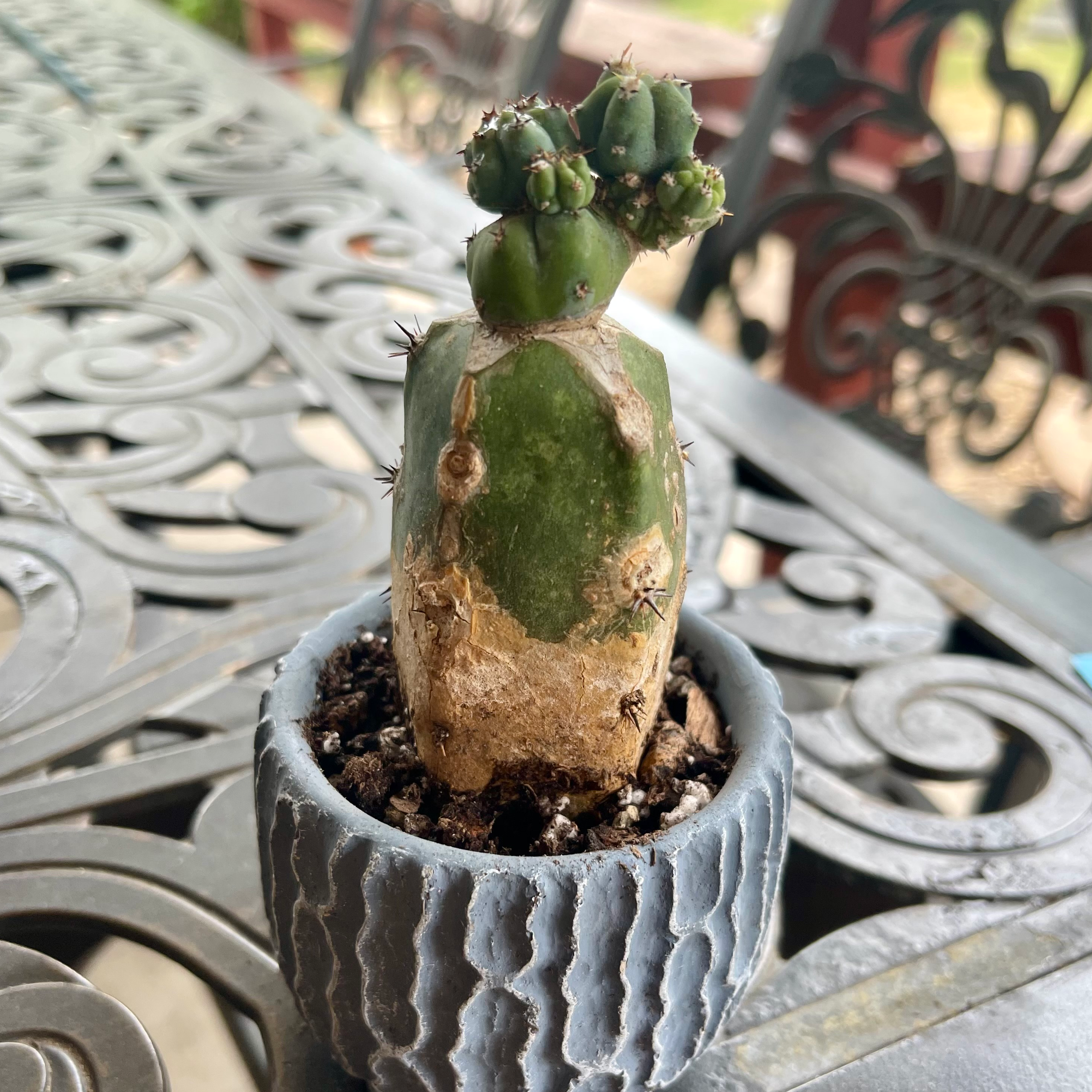 Photo of the plant species Myrtillocactus geometrizans 'Stacker' by @riverzend named cass on Greg, the plant care app