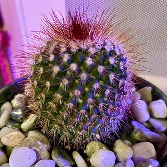 Spiny pincushion cactus plant in Aurora, Colorado
