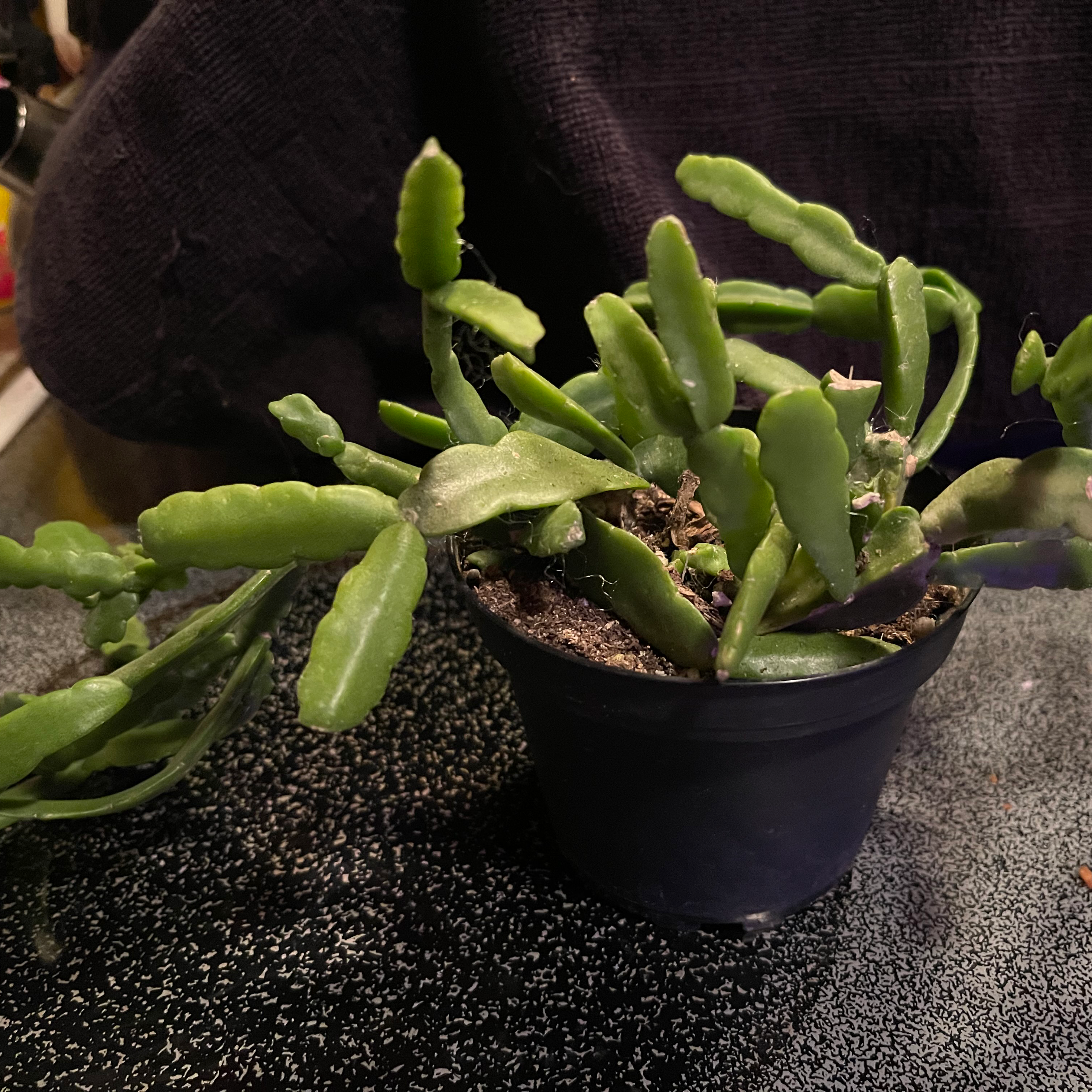 Lepismium cruciforme plant in a small black pot with green, fleshy stems.