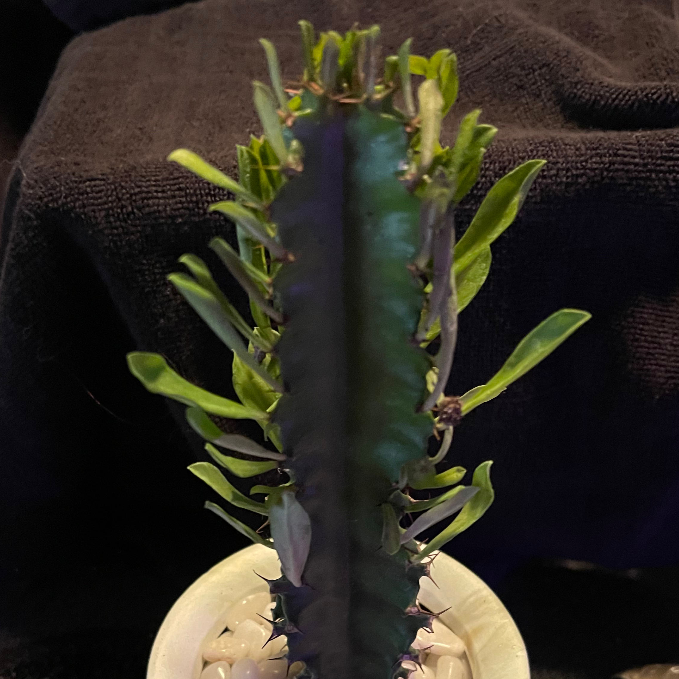 Photo of the plant species Desert Candle Cactus by @riverzend named andre on Greg, the plant care app